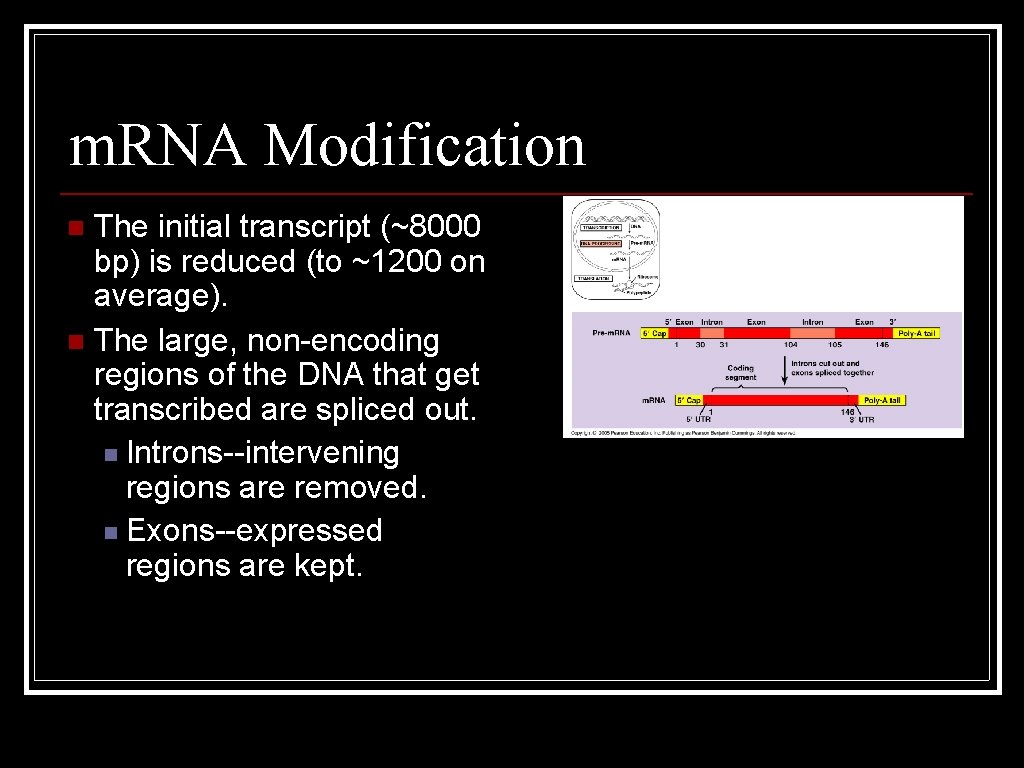 m. RNA Modification The initial transcript (~8000 bp) is reduced (to ~1200 on average).
