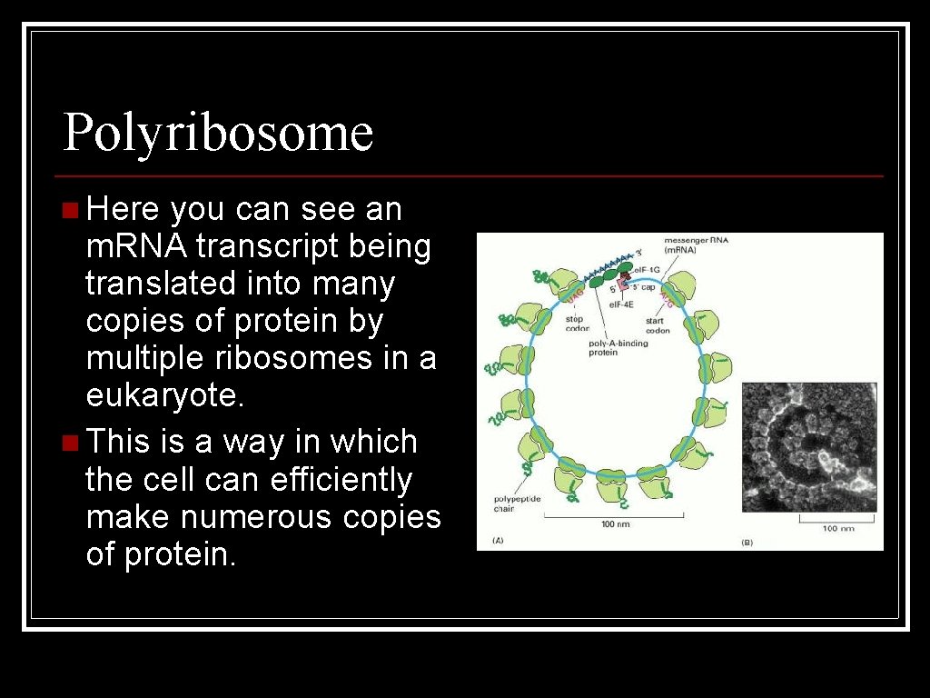 Polyribosome n Here you can see an m. RNA transcript being translated into many