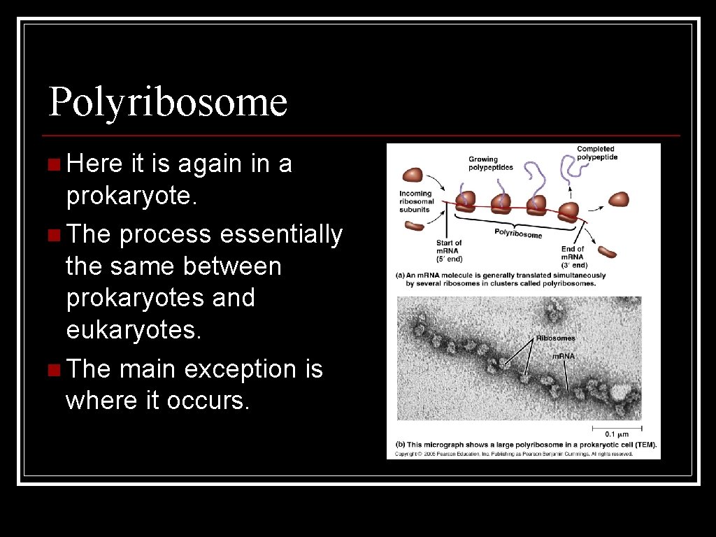 Polyribosome n Here it is again in a prokaryote. n The process essentially the