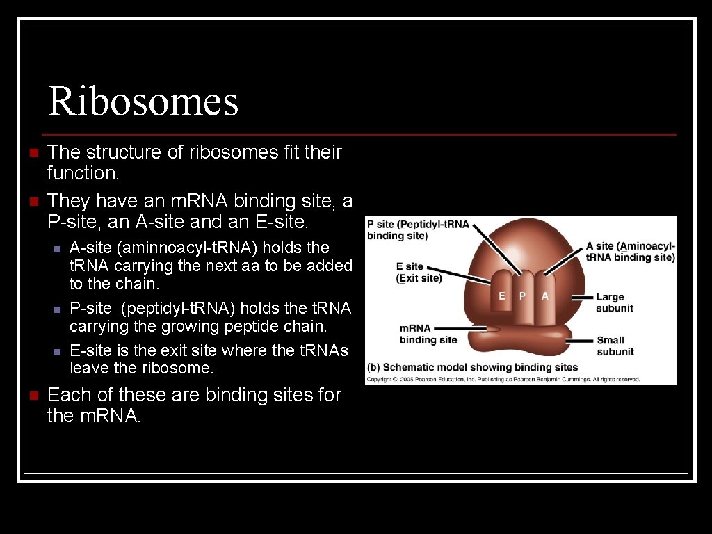 Ribosomes n n The structure of ribosomes fit their function. They have an m.