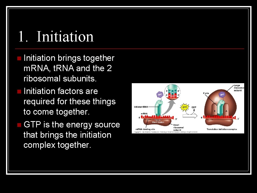 1. Initiation n Initiation brings together m. RNA, t. RNA and the 2 ribosomal