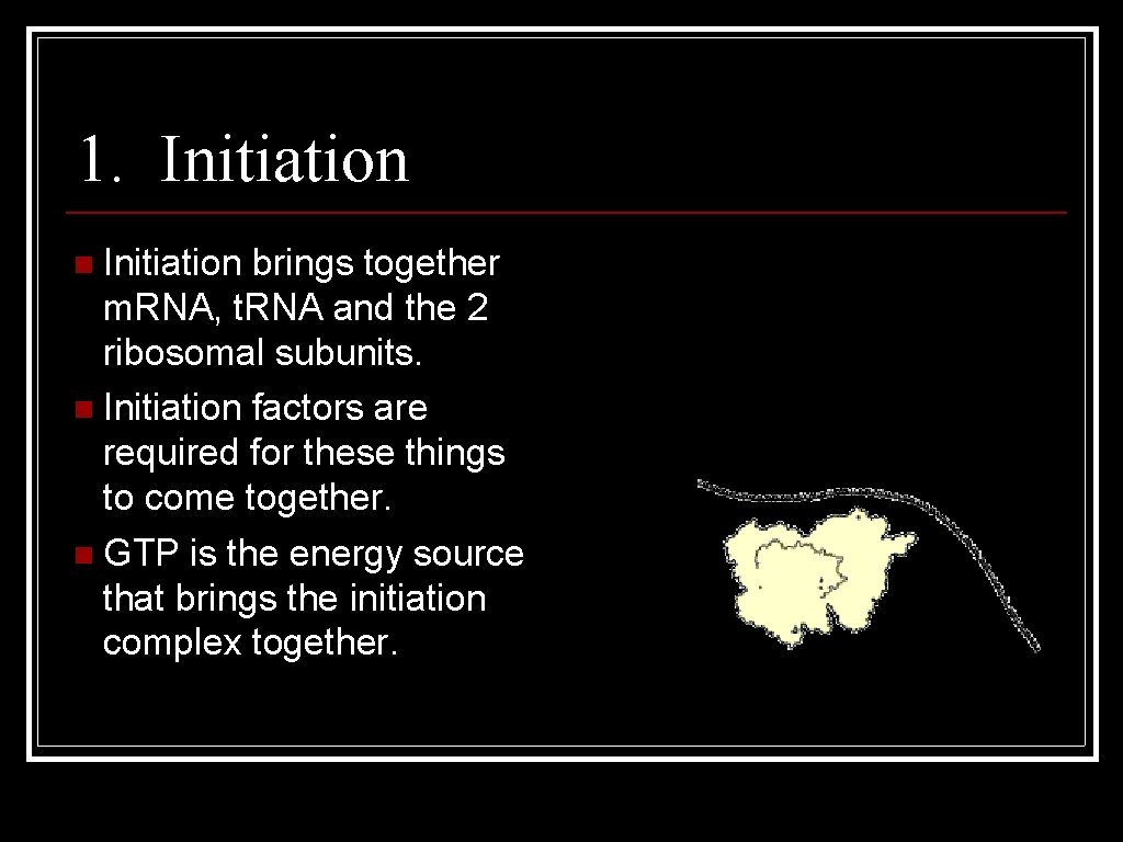 1. Initiation n Initiation brings together m. RNA, t. RNA and the 2 ribosomal