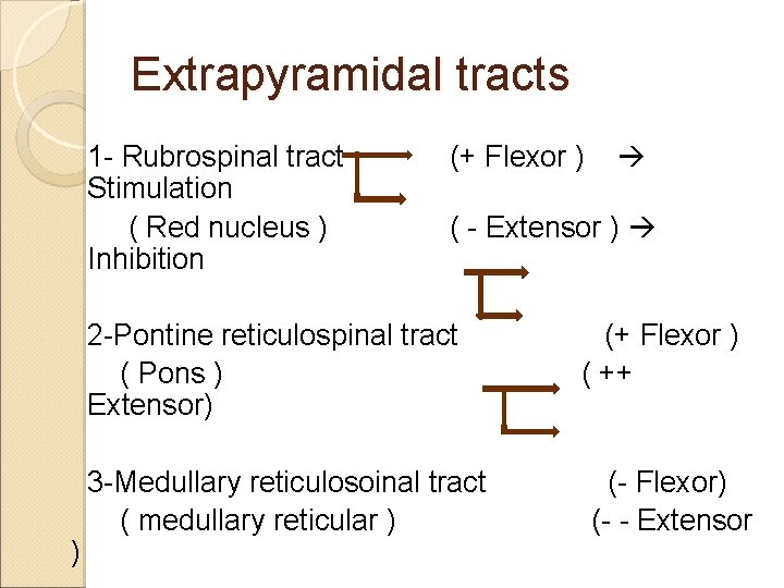 Extrapyramidal tracts 1 - Rubrospinal tract Stimulation ( Red nucleus ) Inhibition (+ Flexor