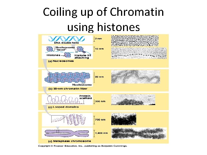 Coiling up of Chromatin using histones 
