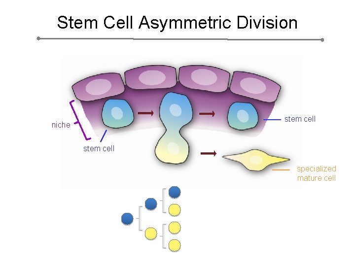 Stem Cell Asymmetric Division stem cell niche stem cell specialized mature cell 