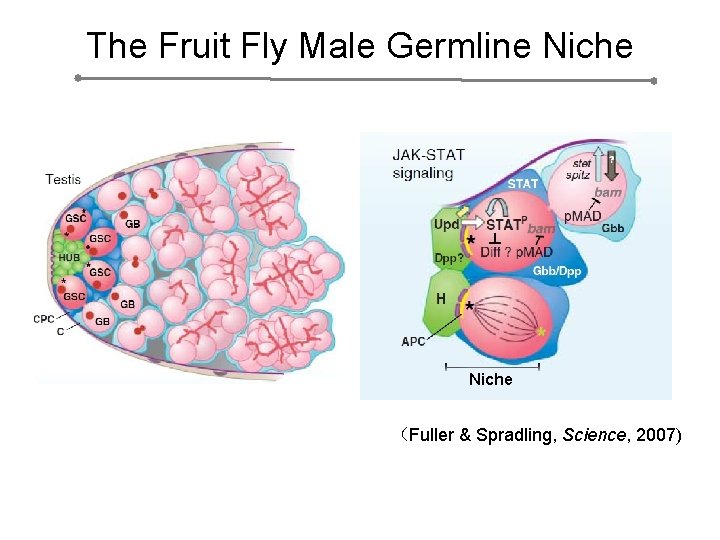 The Fruit Fly Male Germline Niche （Fuller & Spradling, Science, 2007) 