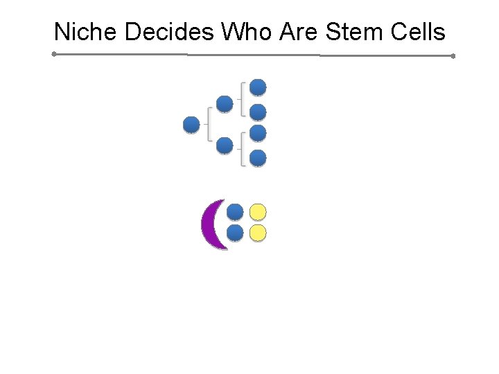Niche Decides Who Are Stem Cells 