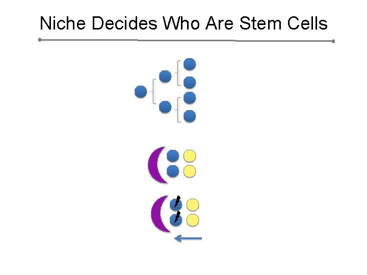 Niche Decides Who Are Stem Cells 