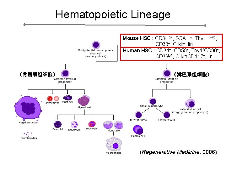 Hematopoietic Lineage Mouse HSC : CD 34 lo/-, SCA-1+, Thy 1. 1+/lo, CD 38+,