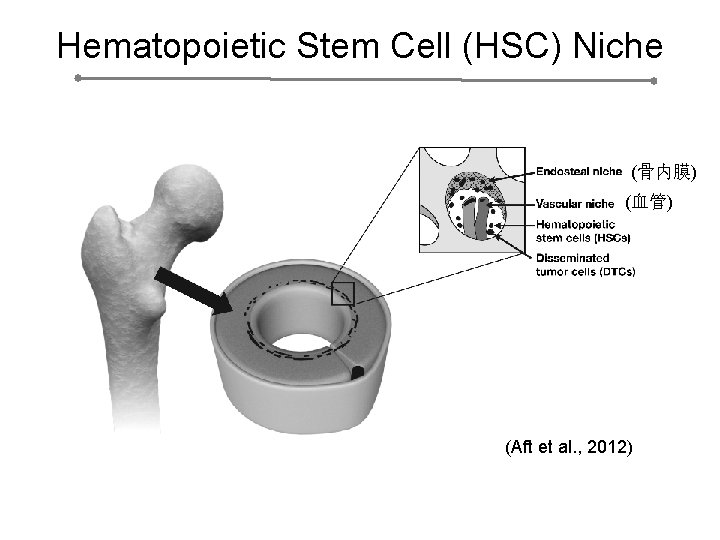 Hematopoietic Stem Cell (HSC) Niche (骨内膜) (血管) (Aft et al. , 2012) 