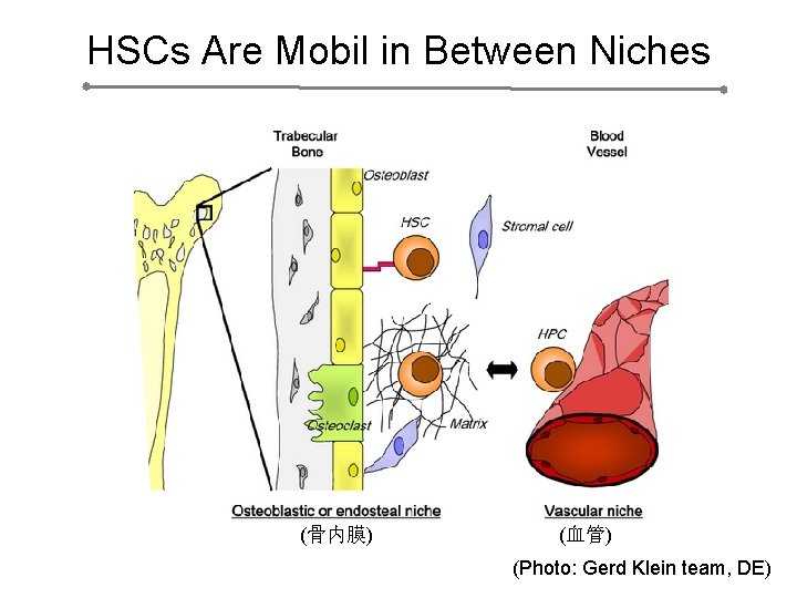 HSCs Are Mobil in Between Niches (骨内膜) (血管) (Photo: Gerd Klein team, DE) 