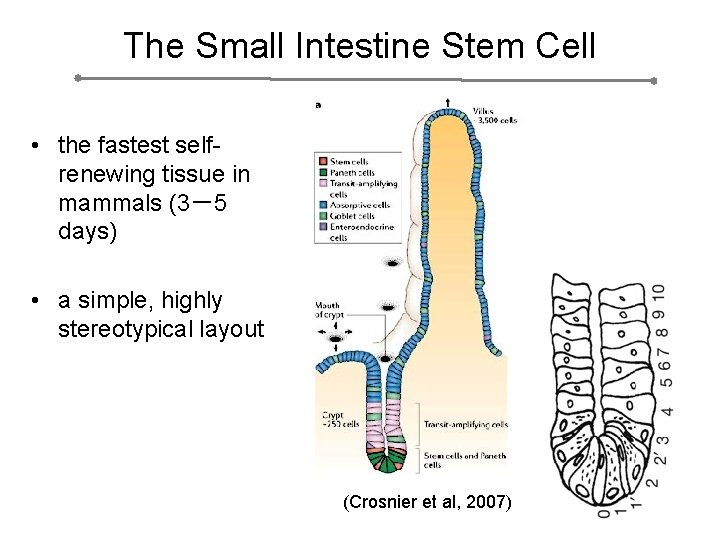 The Small Intestine Stem Cell • the fastest selfrenewing tissue in mammals (3－5 days)