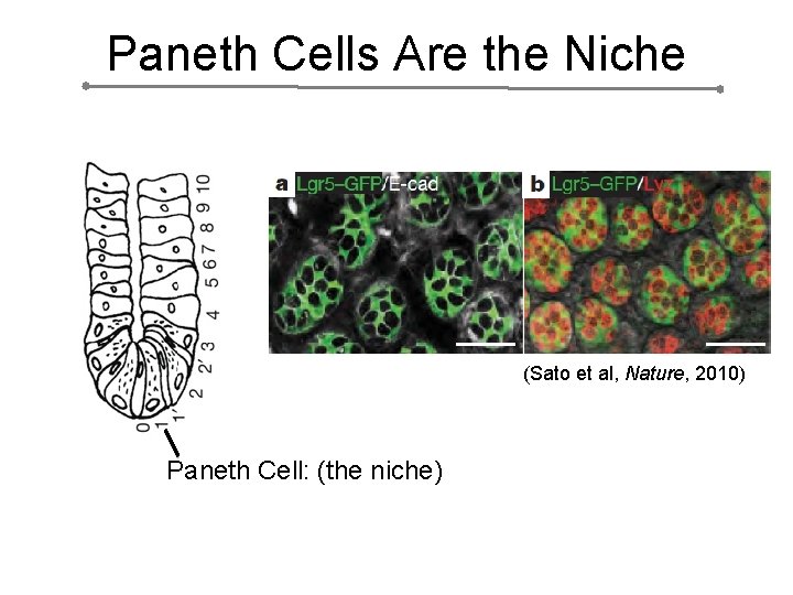 Paneth Cells Are the Niche (Sato et al, Nature, 2010) Paneth Cell: (the niche)