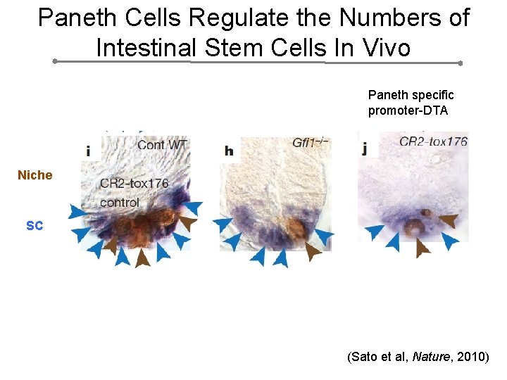 Paneth Cells Regulate the Numbers of Intestinal Stem Cells In Vivo Paneth specific promoter-DTA
