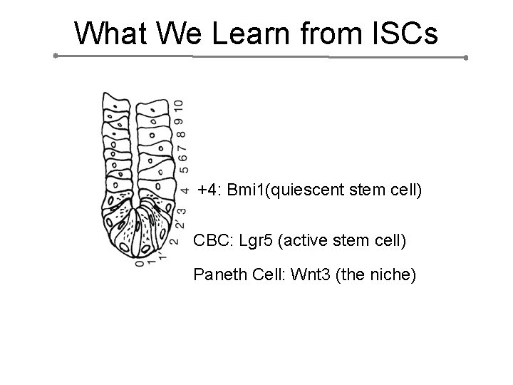 What We Learn from ISCs +4: Bmi 1(quiescent stem cell) CBC: Lgr 5 (active