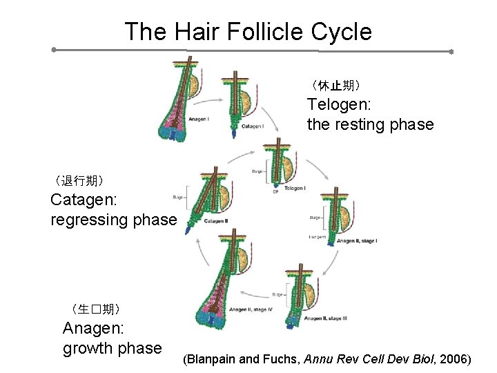 The Hair Follicle Cycle （休止期） Telogen: the resting phase （退行期） Catagen: regressing phase （生�期）