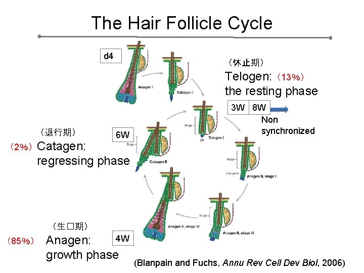 The Hair Follicle Cycle d 4 （休止期） Telogen: （13％） the resting phase （退行期） （2％）
