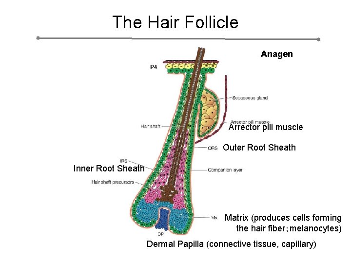 The Hair Follicle Anagen Arrector pili muscle Outer Root Sheath Inner Root Sheath Matrix