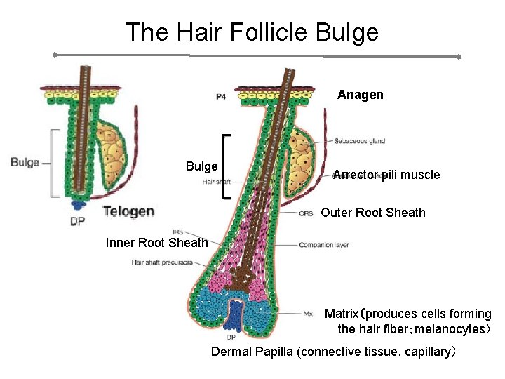 The Hair Follicle Bulge Anagen Bulge Arrector pili muscle Outer Root Sheath Inner Root