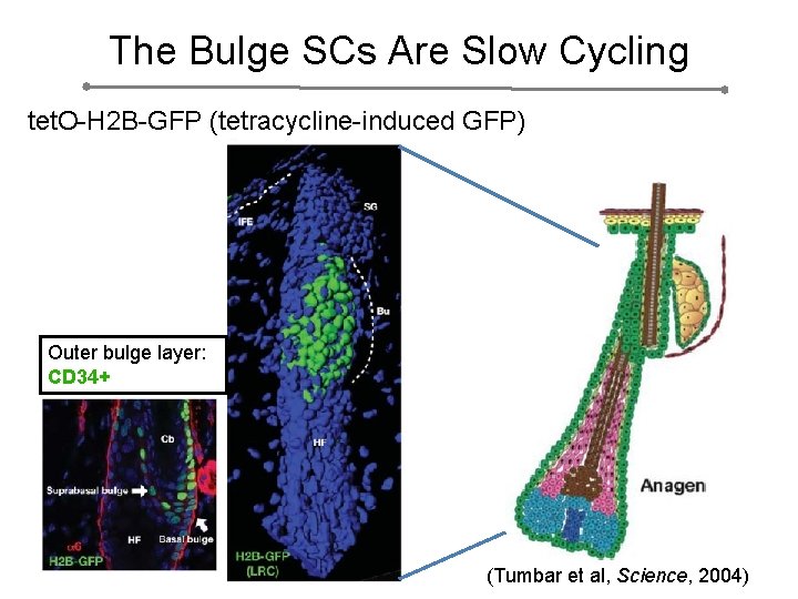 The Bulge SCs Are Slow Cycling tet. O-H 2 B-GFP (tetracycline-induced GFP) Outer bulge