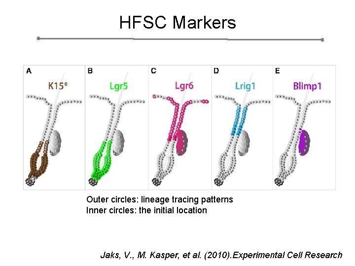 HFSC Markers Outer circles: lineage tracing patterns Inner circles: the initial location Jaks, V.