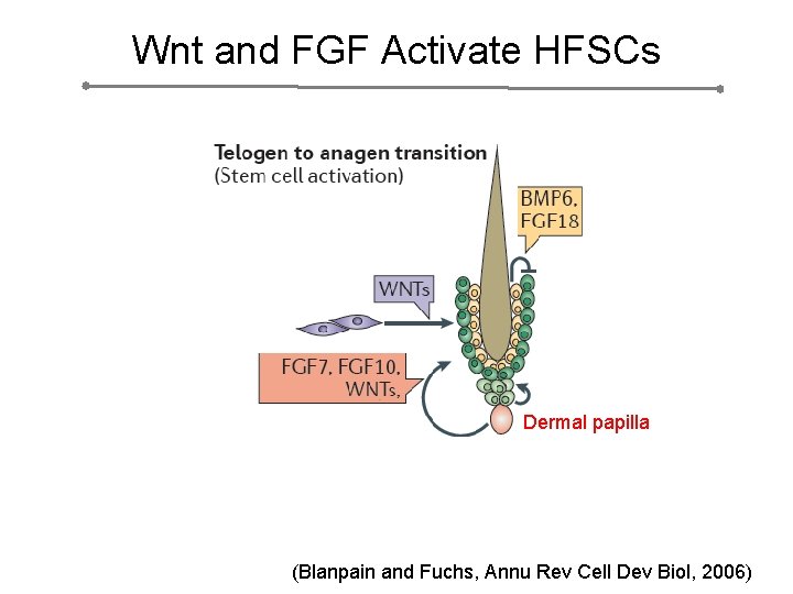 Wnt and FGF Activate HFSCs Dermal papilla (Blanpain and Fuchs, Annu Rev Cell Dev
