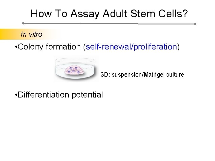 How To Assay Adult Stem Cells? In vitro • Colony formation (self-renewal/proliferation) 3 D: