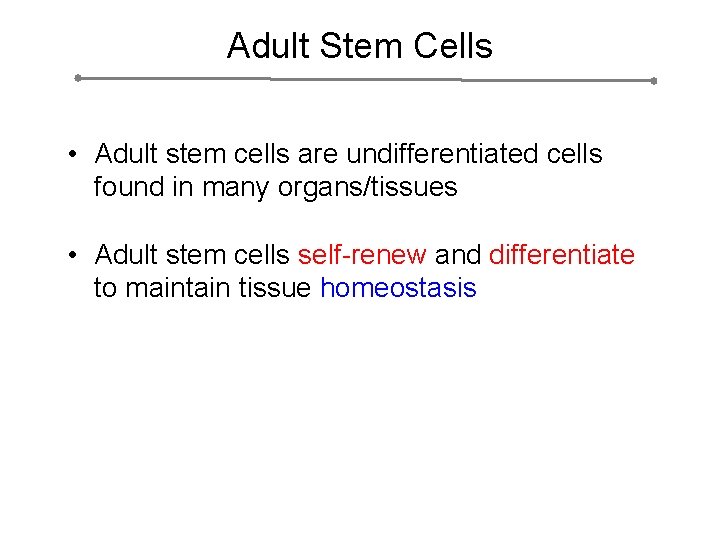 Adult Stem Cells • Adult stem cells are undifferentiated cells found in many organs/tissues