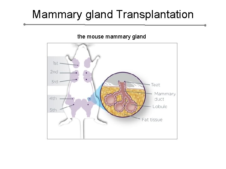 Mammary gland Transplantation the mouse mammary gland 
