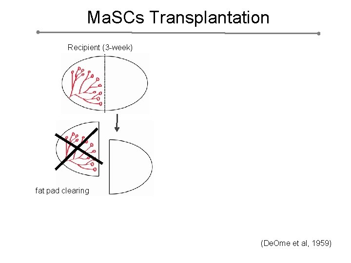 Ma. SCs Transplantation Recipient (3 -week) fat pad clearing (De. Ome et al, 1959)