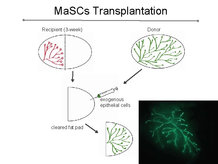 Ma. SCs Transplantation Recipient (3 -week) Donor exogenous epithelial cells fat pad clearing cleared
