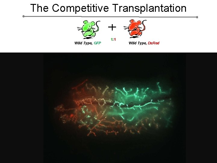 The Competitive Transplantation Wild Type, GFP 1: 1 Wild Type, Ds. Red 
