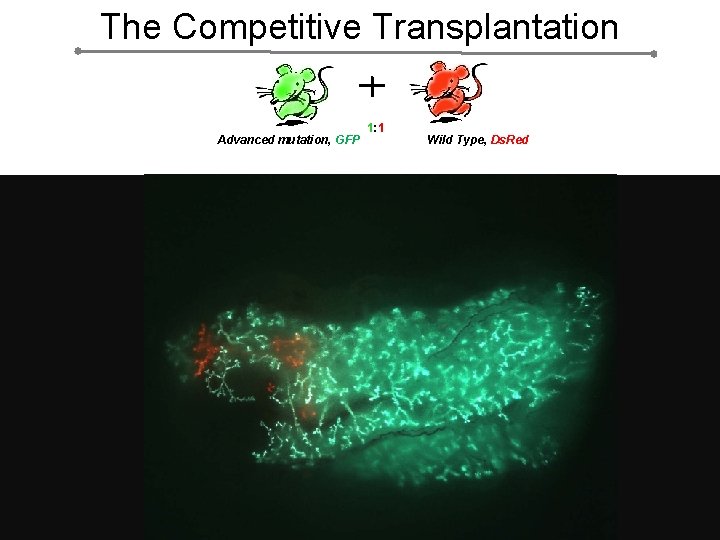 The Competitive Transplantation Advanced mutation, GFP 1: 1 Wild Type, Ds. Red 