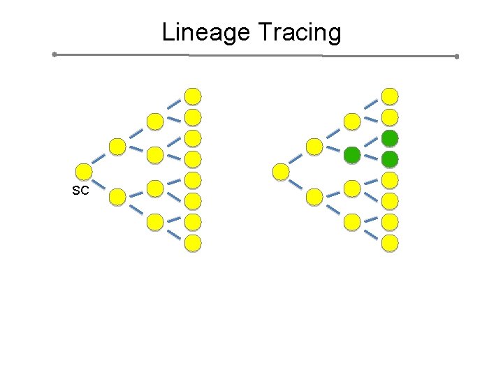 Lineage Tracing SC 
