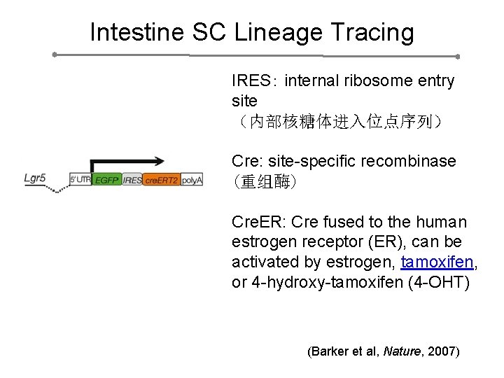 Intestine SC Lineage Tracing IRES： internal ribosome entry site （内部核糖体进入位点序列） Cre: site-specific recombinase (重组酶)