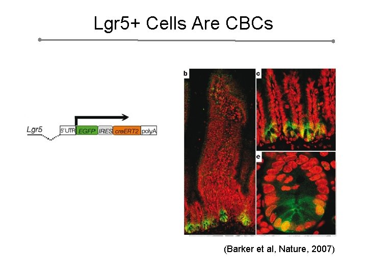 Lgr 5+ Cells Are CBCs (Barker et al, Nature, 2007) 