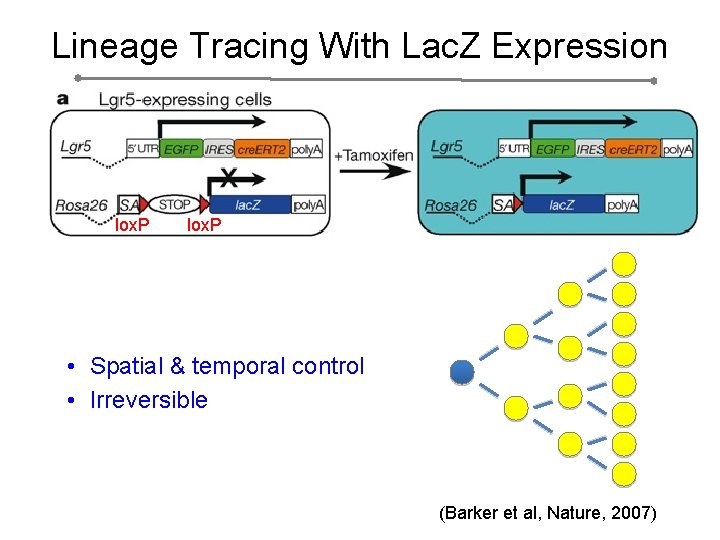 Lineage Tracing With Lac. Z Expression lox. P • Spatial & temporal control •