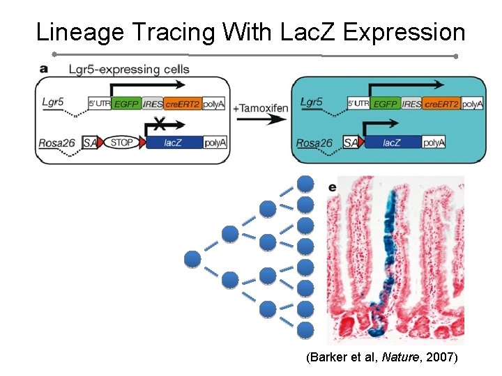 Lineage Tracing With Lac. Z Expression (Barker et al, Nature, 2007) 