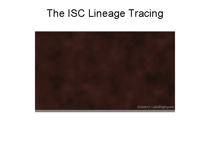 The ISC Lineage Tracing 