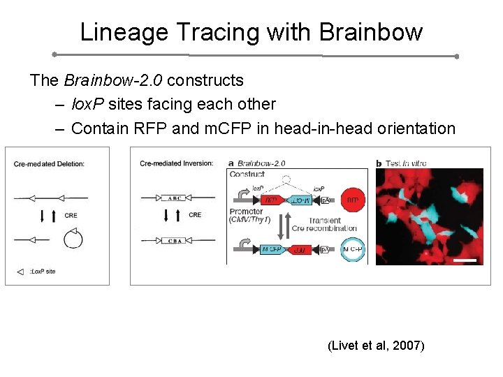 Lineage Tracing with Brainbow The Brainbow-2. 0 constructs – lox. P sites facing each