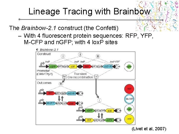 Lineage Tracing with Brainbow The Brainbow-2. 1 construct (the Confetti) – With 4 fluorescent