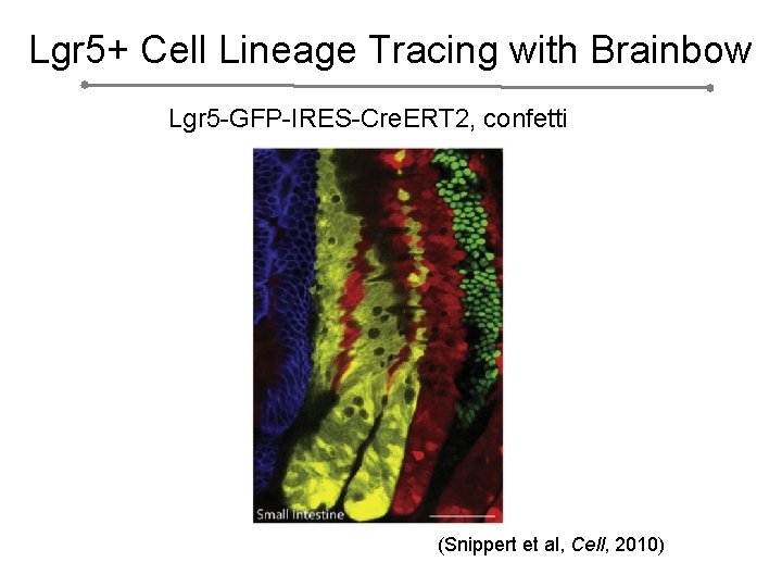 Lgr 5+ Cell Lineage Tracing with Brainbow Lgr 5 -GFP-IRES-Cre. ERT 2, confetti (Snippert