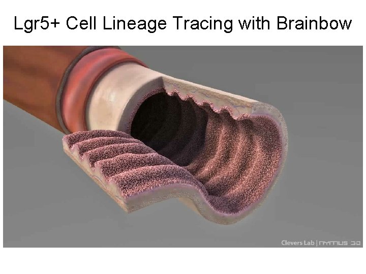 Lgr 5+ Cell Lineage Tracing with Brainbow 