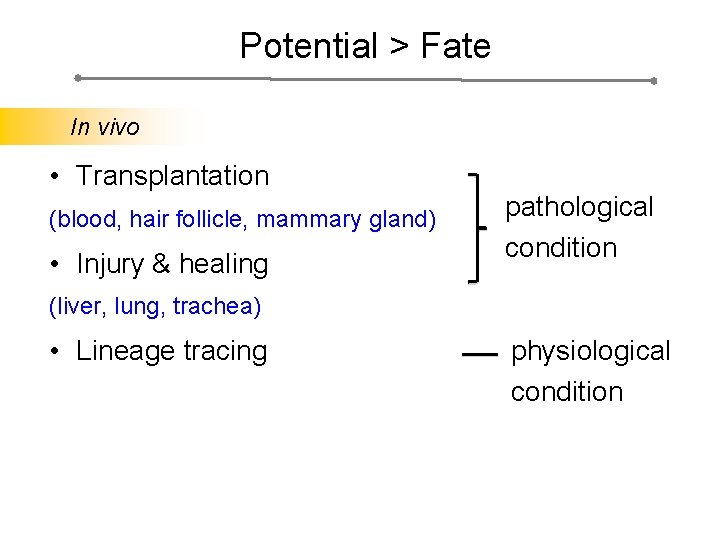 Potential > Fate In vivo • Transplantation (blood, hair follicle, mammary gland) • Injury