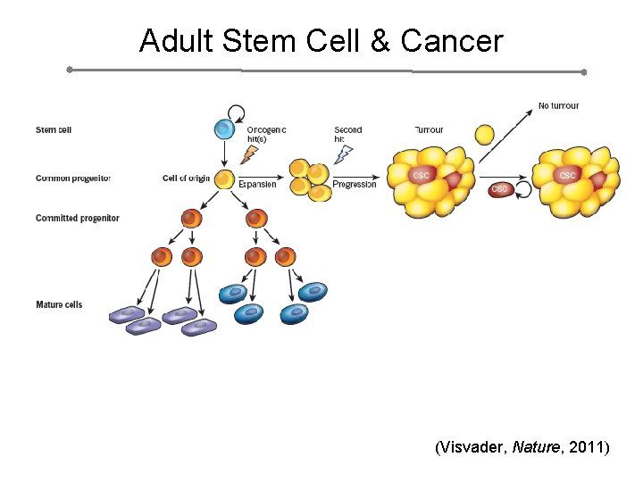 Adult Stem Cell & Cancer stem cell: (Visvader, Nature, 2011) 