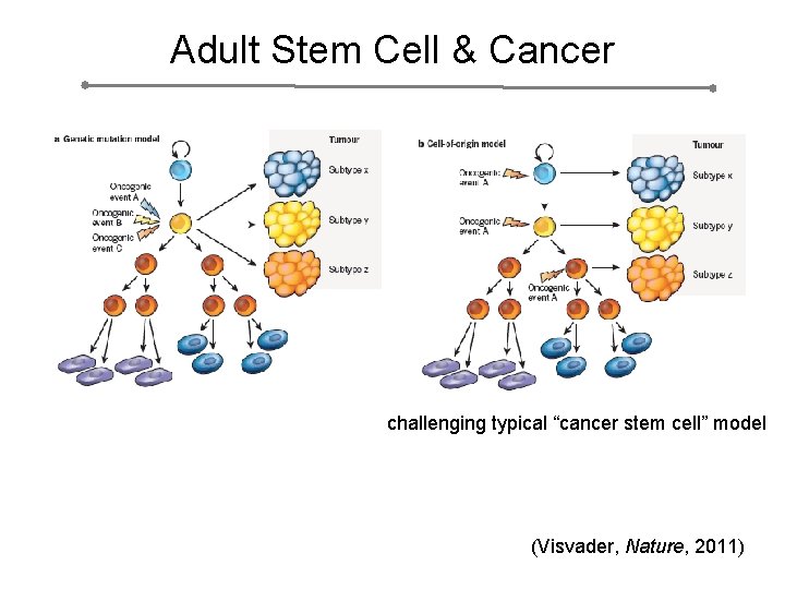 Adult Stem Cell & Cancer challenging typical “cancer stem cell” model (Visvader, Nature, 2011)