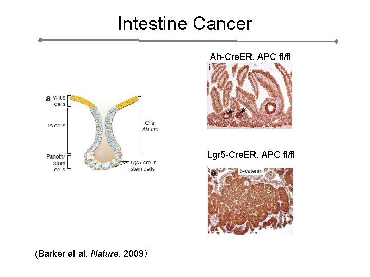 Intestine Cancer Ah-Cre. ER, APC fl/fl Lgr 5 -Cre. ER, APC fl/fl (Barker et