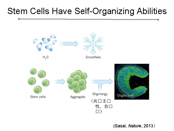Stem Cells Have Self-Organizing Abilities （共� 主� 性，自� �） (Sasai, Nature, 2013） 