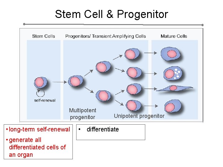 Stem Cell & Progenitor Multipotent progenitor • long-term self-renewal • generate all differentiated cells