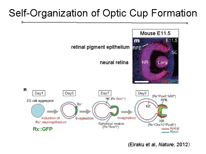 Self-Organization of Optic Cup Formation Mouse E 11. 5 retinal pigment epithelium neural retina